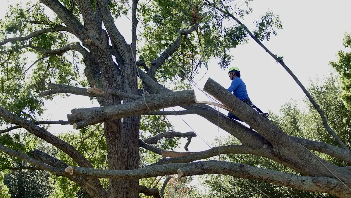 Professional Crown Thinning performed by certified arborists in Warrensburg