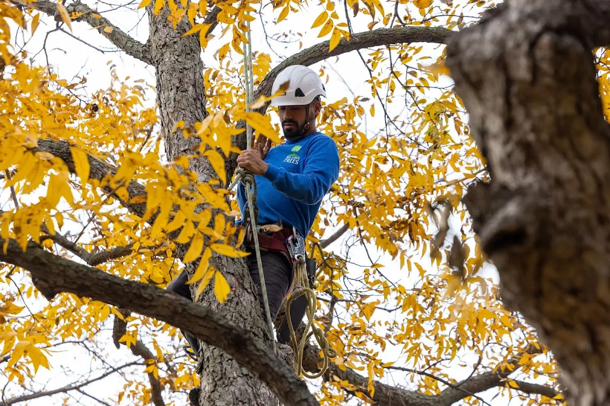 Skilled Tree Planting crew working in Warrensburg